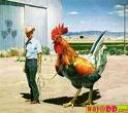 big cock