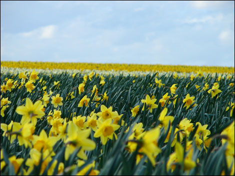 daffs