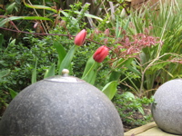 tulips