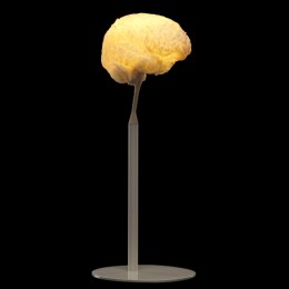 brain
